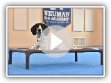 Burt (Braque d'Auvergne) Démonstration vidéo de formation de chien au camp de chiots